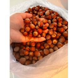 Kabuklu Fındık 100 gr